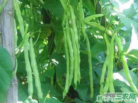 四季豆属于菜豆吗(四季豆和菜豆有什么区别)